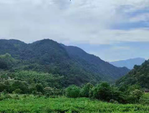 湖北卓越集團英山有機茶廠